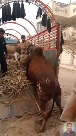 New system for animal loading in the truck good idea for animal loading in the truck