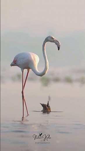 Have you ever seen Dancing Flamingo??