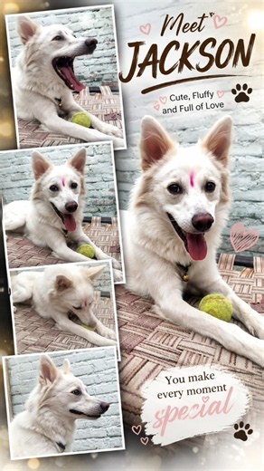 🐶 White Dog Playing with Tennis Ball | Cute & Funny Dog Moments ❤️