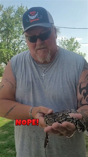 BALD PYTHON SNAKE #entertainment #ytshorts #python #snakes