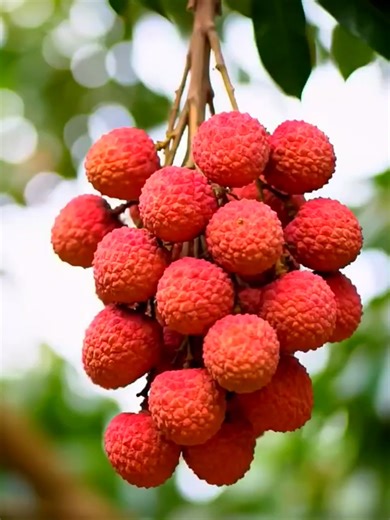 How Lychee Fruit Is Processed Modern Factory Tour #fun #factory