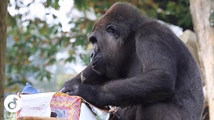 12K views · 213 reactions | Today was a very special day here at...