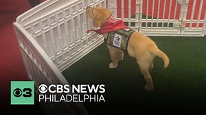 Philadelphia Phillies welcome Tugger, service dog in training, to the team