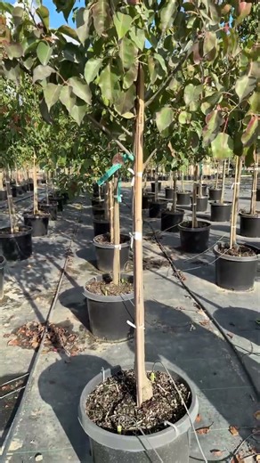 #15 gal Chanticleer Pear Fall Color & Clean Leaves on Drip System!