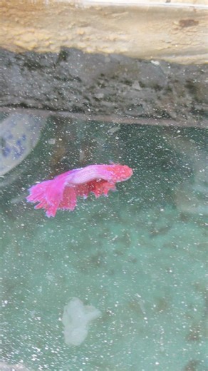 Betta Fish: The Best Home Pond Solutions #viralshort