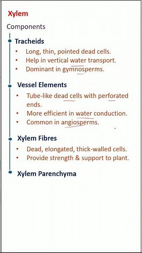 Xylem #tissue #planttissue #phloem #biology #plants #botany #xylem #tracheids #vessels #parenchyma