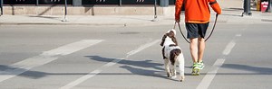 Dog Walking Jobs, Chicago, IL - Windy City Paws - Rated #1 in Chicago