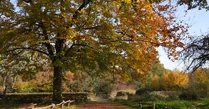 Comment les arbres se reproduisent-ils ?