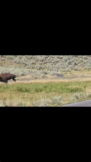 11K views · 1K reactions | The size difference between a bull and cow bison is very evident here, as they step on the road...males can be up to 2000 pounds... Yellowstone National Park | T. Lyn Neufeld Photography | Facebook