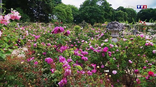 Ce matin, on vous emmène à l'Haÿ-les-Roses qui abrite l'une des plus anciennes roseraies du monde. | TF1 INFO