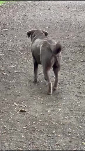 Understanding Hip Dysplasia in Dogs: The Hip Sway