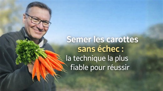 Semer les carottes sans échec : la technique la plus fiable pour réussir