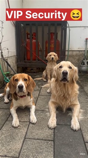 ഗ്യാസ് സിലിണ്ടറിനു VIP Security😆#trending #shorts #viral #trendingshorts #viralvideo #funny #short