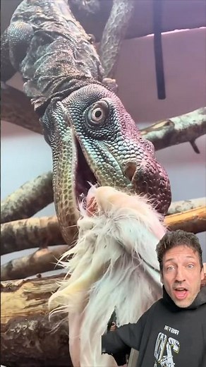 The Crocodile Monitor is SCARY