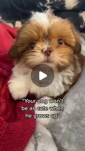 Shih Tzu on Instagram: "Perfect angel baby then, now and FOREVER 🥹✨ (Courtesy of Tiktok enzoistheshiht ) ▶️Join our @ilove_shih_tzu community 💥 to enjoy Daily Dose of Shihtzu Cuteness 💞 💘 Use our and tag us in your post to get featured We also help to grow your profile organically. DM me if you're interested :) • • • #shihtzulover #shihtzuofinstagramuse #shihtzugarden #shihtzupoodle #shihtzuclub #shihtzusgram_featureshihtzusofinstagramuse #shihtzuswag #shihtzufamous #shihtzu_feature #shihtzu