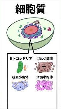 細胞の構造