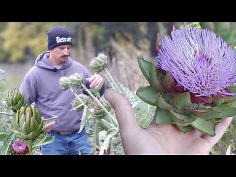 How to Grow Artichokes | Seed to Harvest
