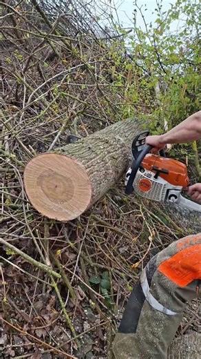 Ms261c 💥 #stihl #Ms261c #chainsaw #chainsawman #stihlfrance #stihlpower