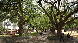 Beautiful UH Manoa officially an arboretum | University of Hawaiʻi System News