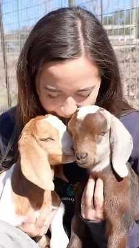 baby goat heaven 🥰