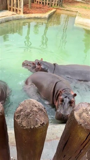 The hippo responds to everything just because it stutters. Live video of the zoo. What is there