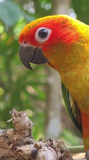 Bird TV Sun conure in nature relaxing sounds