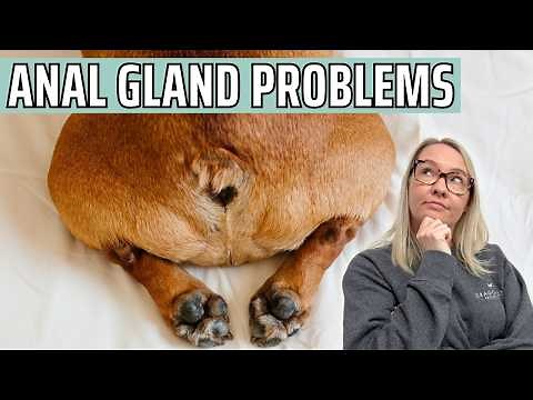 Dog Anal Gland Problems: Signs, Causes & Treatment