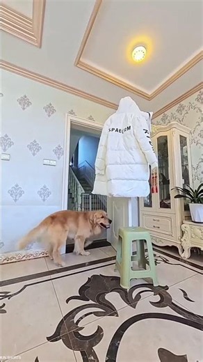 Dog Outsmarted His Owner 😹🐶