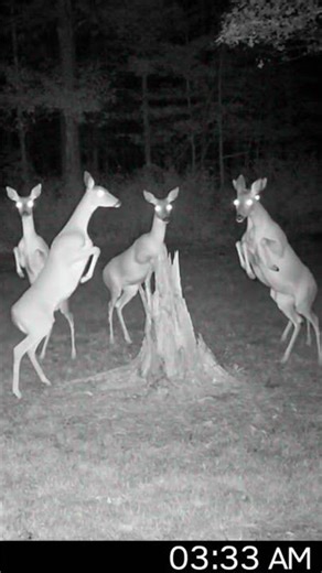 Strange animal movements in the forest at night!