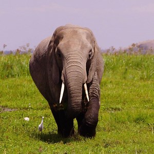 The world is on the verge of a sixth mass extinction and humans are responsible. The uncertain fate of the elephant epitomizes this struggle. Time is short but there is still time. We caused this problem. We can fix it. What do you think? #YEARSproject #ClimateFacts | The Years Project