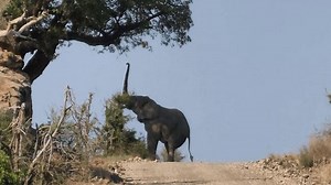 Incredible Moment Clever Elephant Reaches Fruit by Standing on Hind Legs