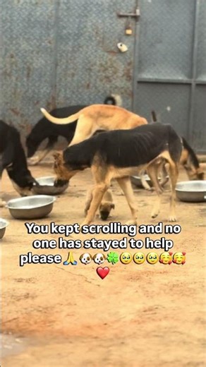 Help share to support stray dogs #foryoupage❤️ #lange #losangeleslakers