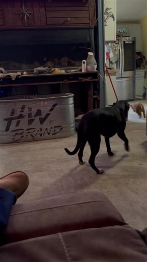 Pibble Ranch (@hugothe8)’s videos with original sound - Pibble Ranch