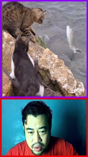 This Cat Become Angry Because His Friend Failed to Catch Fish