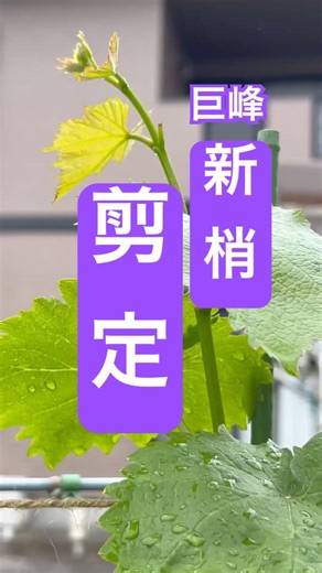 [Pruning new shoots of potted grapes (Kyoho variety)] #grape cultivation