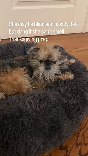 Something smells goooooood | Itty Bitty the Griff