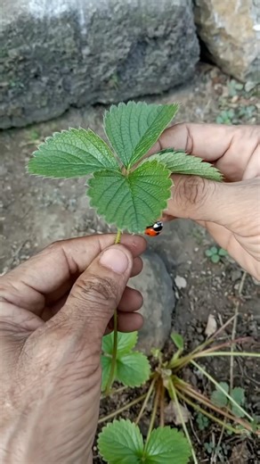 crawling ladybug satisfying video #shorts #trending #viral