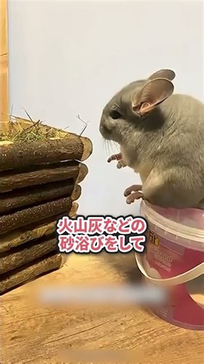 【チンチラ】世界一もふもふ！？人気ペットの秘密を1分解説 #チンチラ #shorts #ペット