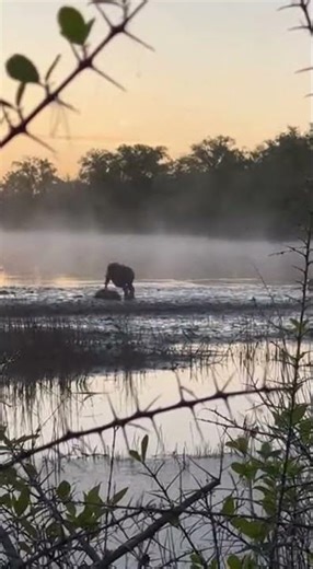 Unknown Swamp Creature Caught Dragging Something in the Fog 🐊👁️