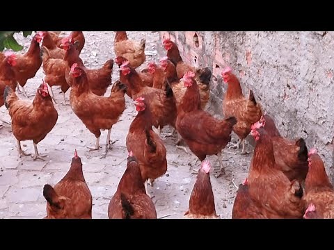 Golden Comet Chickens – Everything You Need to Know!