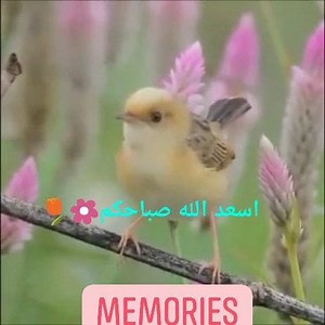12K views · 127 reactions | ⚘⚘⚘⚘⚘⚘⚘⚘⚘⚘⚘⚘ | Memories | Facebook