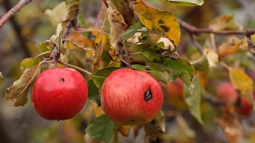 7 apple varieties previously thought lost have been located in Washington