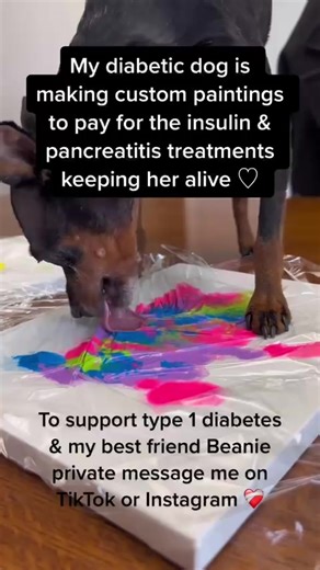 Please message me if you would like to buy a painting made by beanie or donate! These paintings help her earn money to pay for her insulin & pancreatitis treatments! ❤️💕 Paintings are $25.00 with shipping and taxes included, Beanie and I are so grateful for your support! ❤️ #fyp #support #dogs