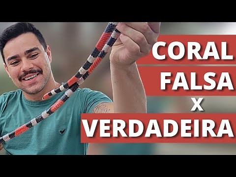 Coral verdadeira e falsa, como diferenciar?