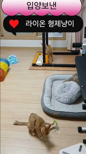 The Lion Brothers' Penthouse Entrance Story: A Life-Changing Reversal #cat #straycatrescue #cat #...