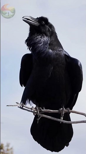 Raven – The Genius of the Skies 🧠🦅
