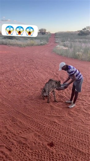 Feeding time... Rare connection in savannah 💝 cheetah bonding was so incredibly #wildlife #nature | Trizah pope
