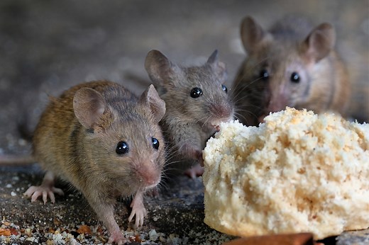 Got Mice in Your Stove? Here's How to Get Them Out!