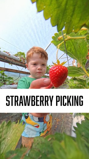 Carter takes his strawberry picking VERY seriously! 🍓 If it’s not ripe, it’s NOT going in! #kids #chef #toddler #food #fun #fruit | Cooking with Carter