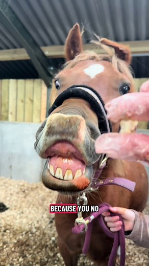 Essential Tips for Effective Horse Hygiene and Care